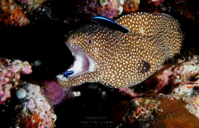 Philippines 2023 - Tubbataha - DSC07652 Whitemouth moray  Murene ponctuee  Gymnothorax meleagris